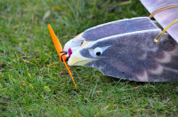 bird3.jpg (176952 bytes)