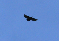 bird.jpg (63937 bytes)