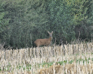 deer.jpg (242623 bytes)