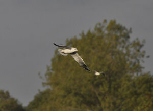 gull2.jpg (92615 bytes)