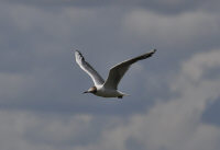 gull4.jpg (98425 bytes)