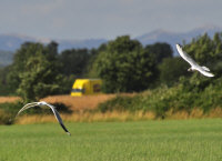 gull5.jpg (116876 bytes)