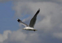 gull6.jpg (72778 bytes)