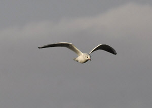 gull.jpg (92921 bytes)