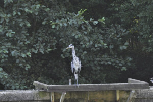 heron.jpg (149364 bytes)